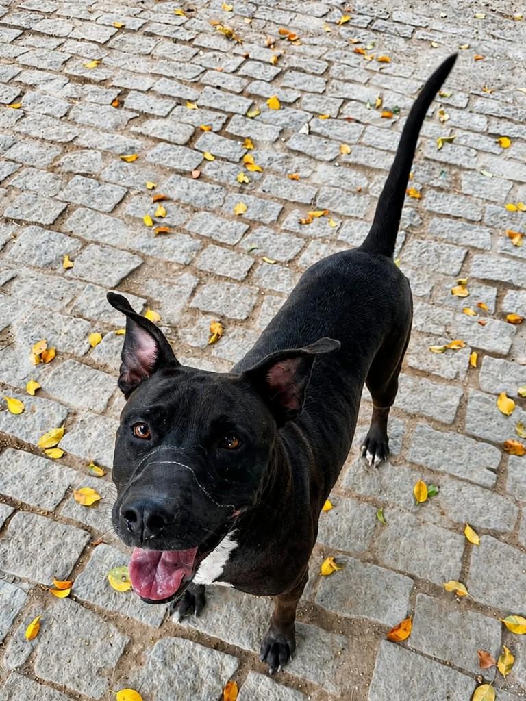 Carlota, cadela de porte médio para adoção em Niterói - RJ