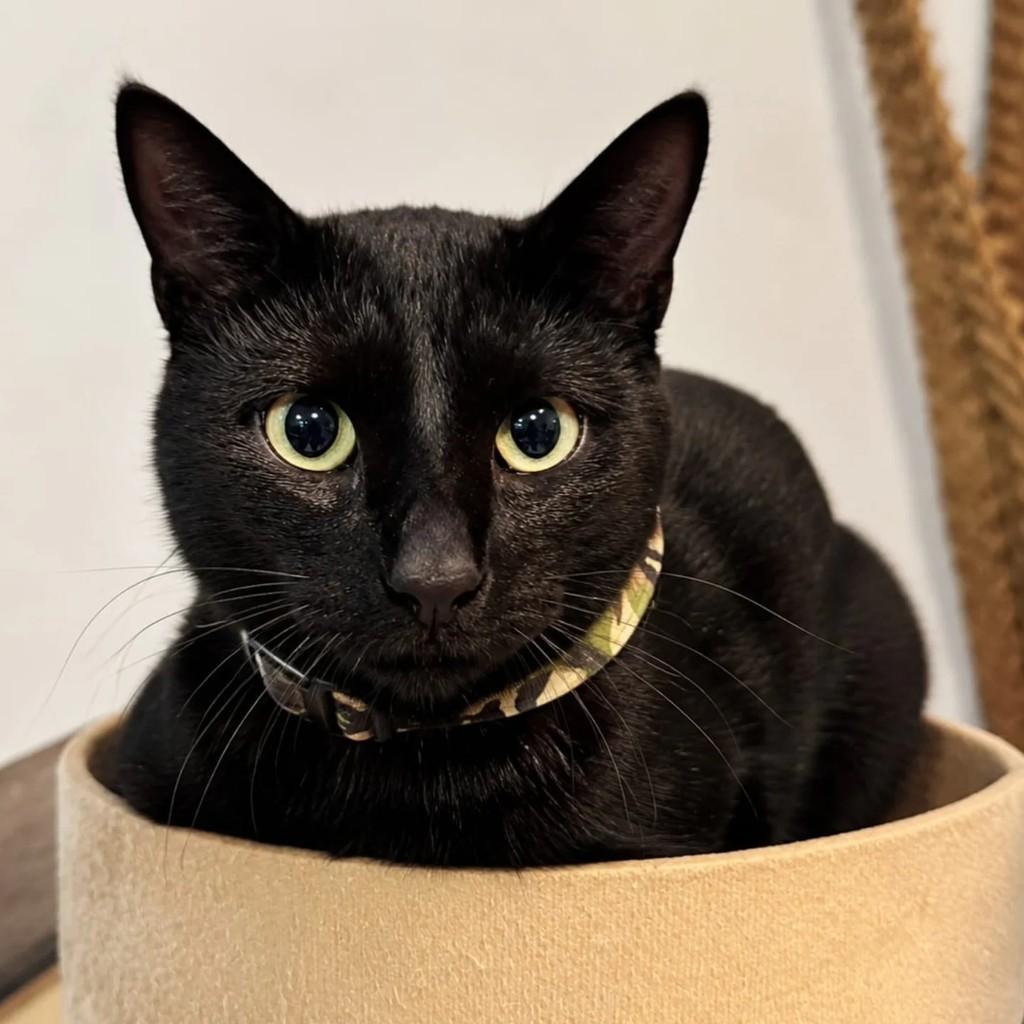 Amoroso, gato para adoção em Niterói - RJ