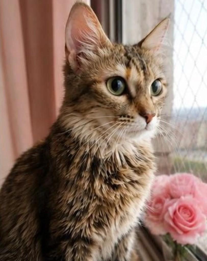Tigradinha, gato de porte pequeno para adoção em Niterói - RJ