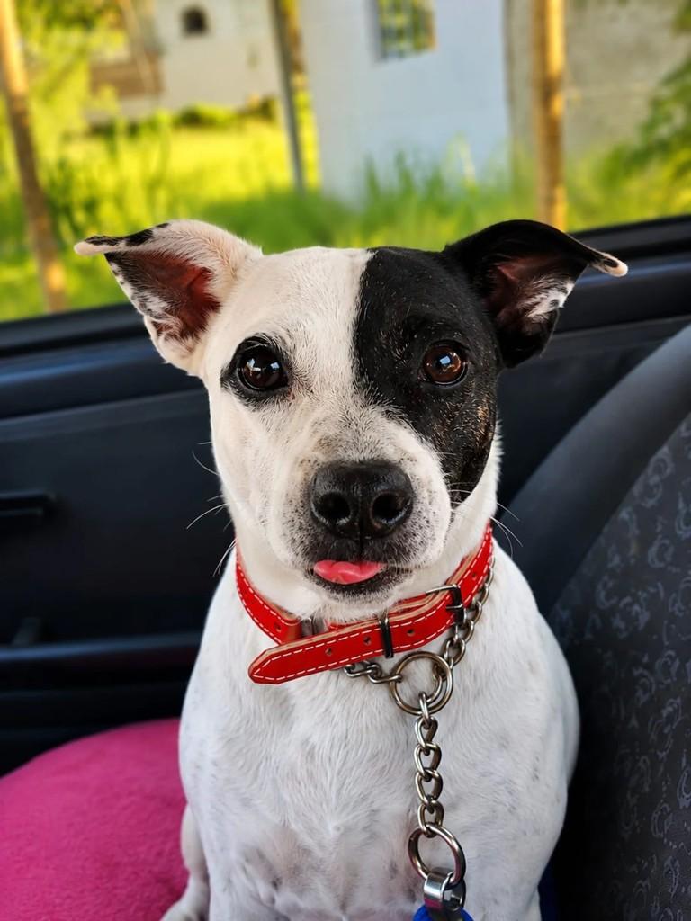 Bela, cadela de porte pequeno para adoção em Niterói - RJ
