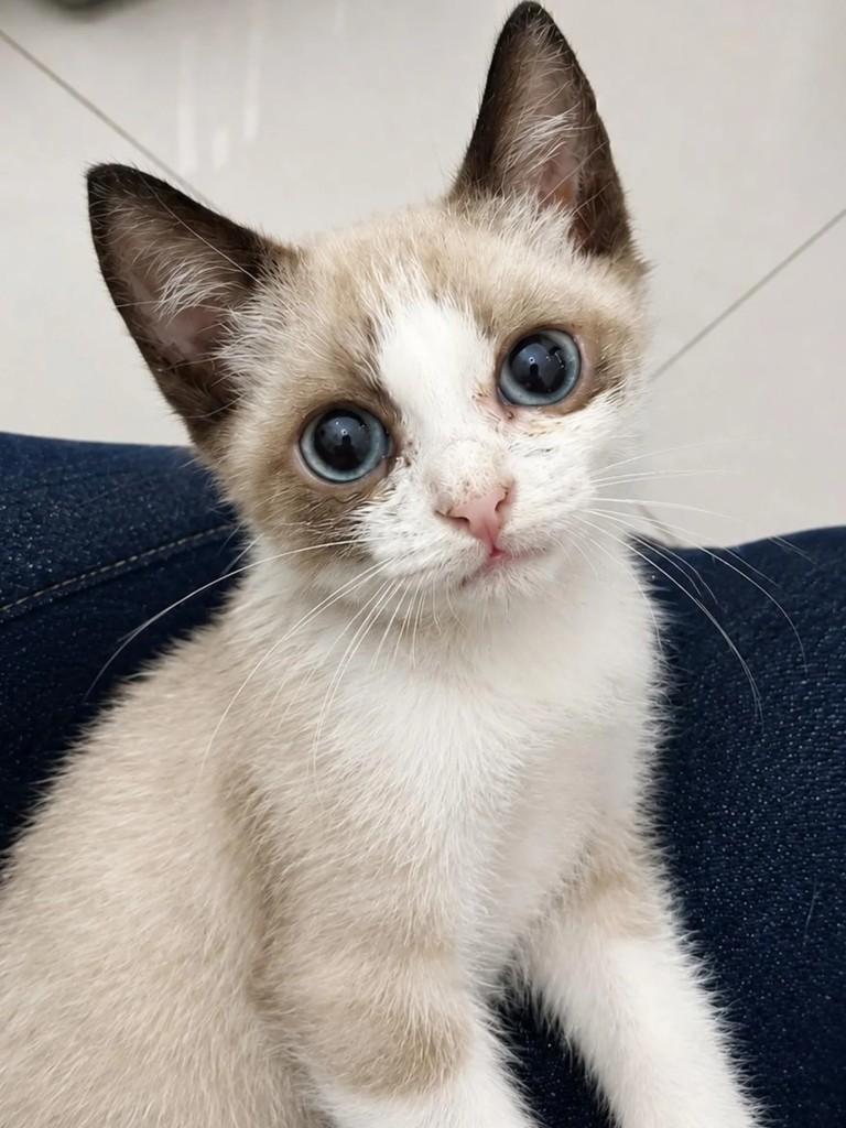 Caio, gato de porte pequeno para adoção em Niterói - RJ