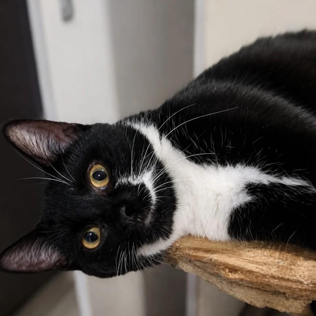 Maria, gata para adoção em Niterói - RJ