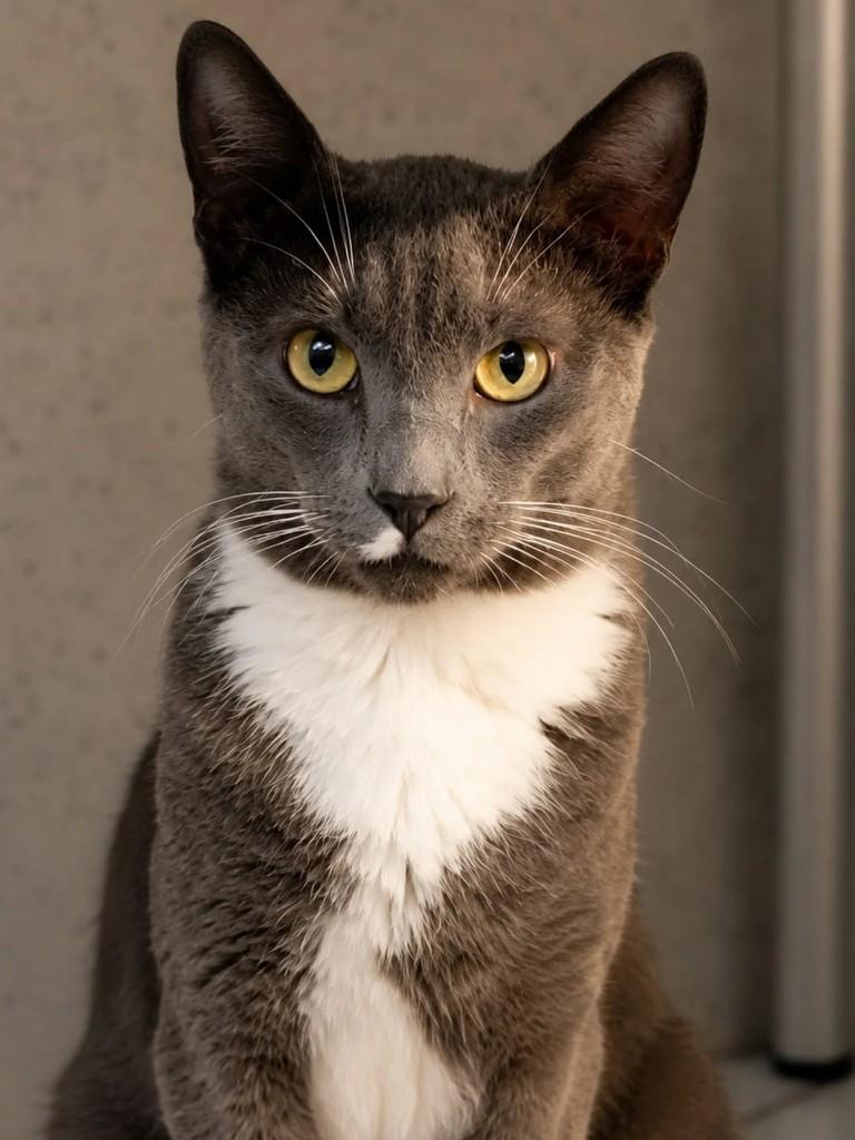 Ramon, gato de porte médio para adoção em Niterói - RJ