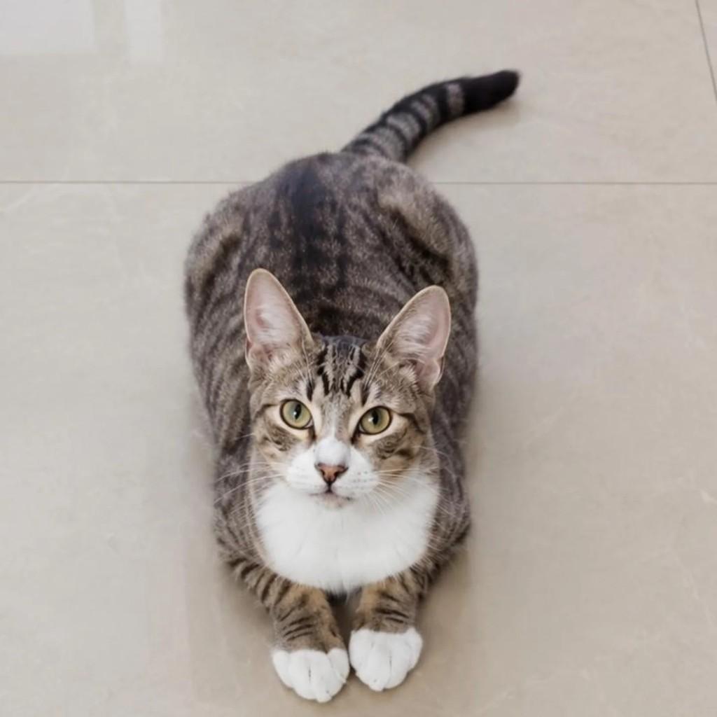 Pequeno, gato de porte pequeno para adoção em Niterói - RJ
