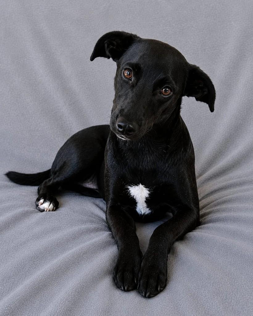 Angélica Pretinha, cachorro de porte médio para adoção em Niterói - RJ