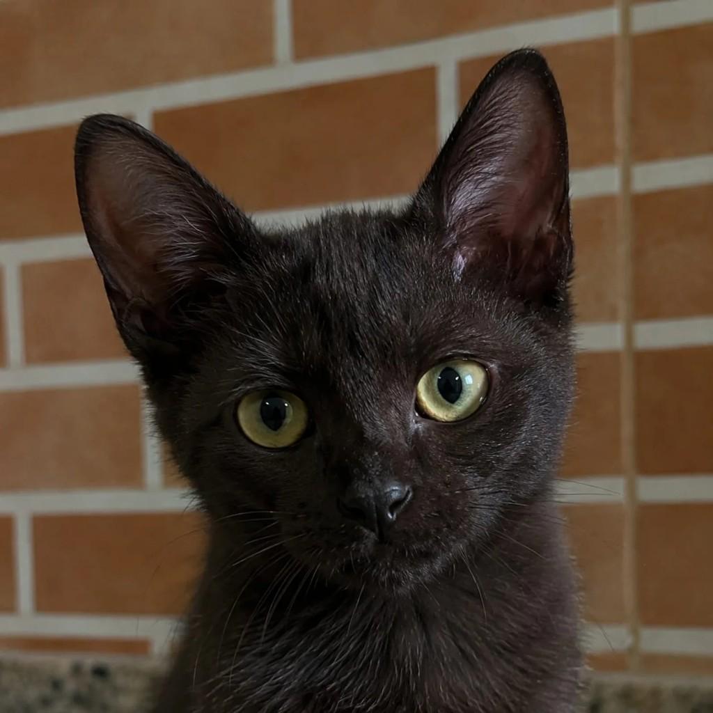 Nutella, gato para adoção em Niterói - RJ