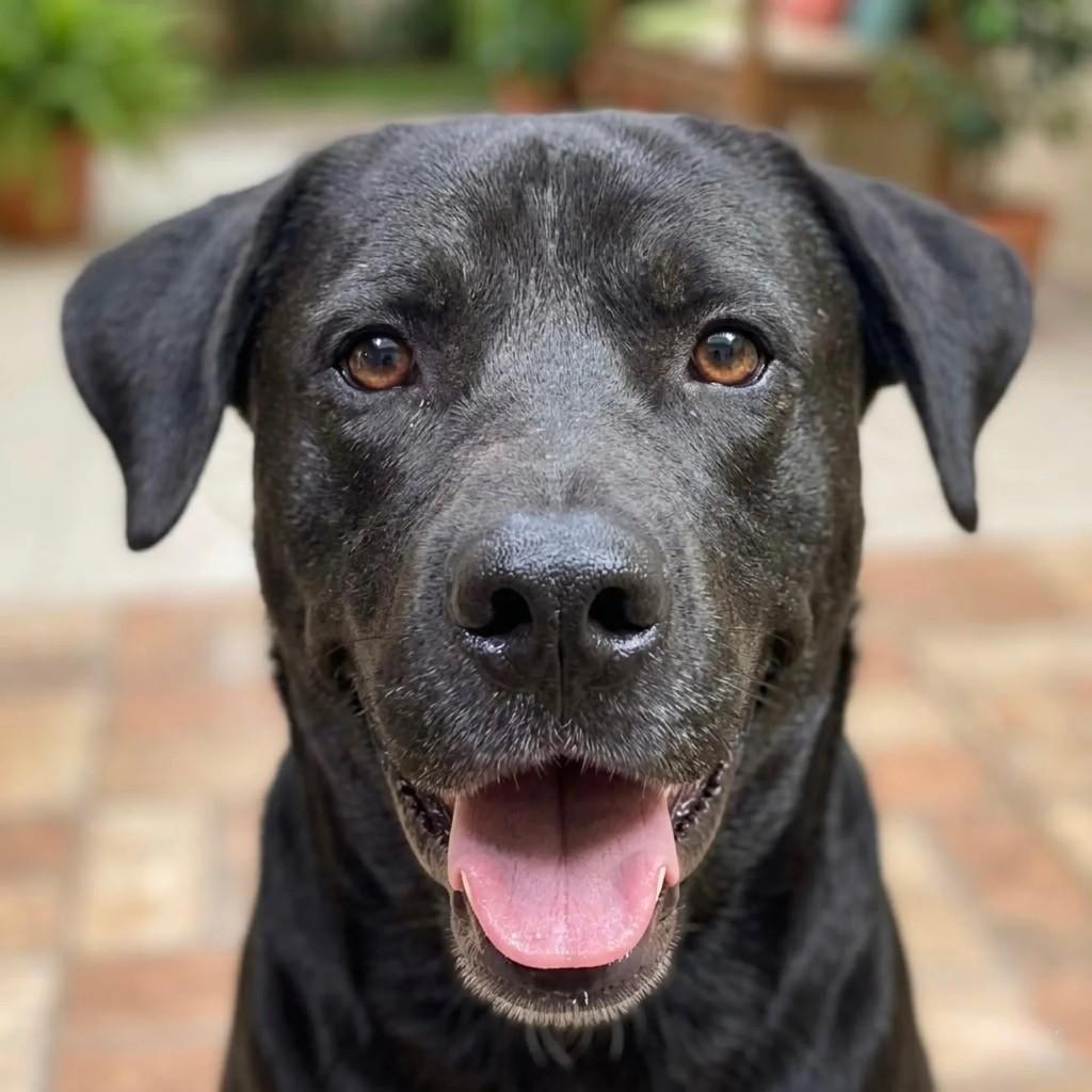 Amigão, cachorro de porte grande para adoção em Niterói - RJ