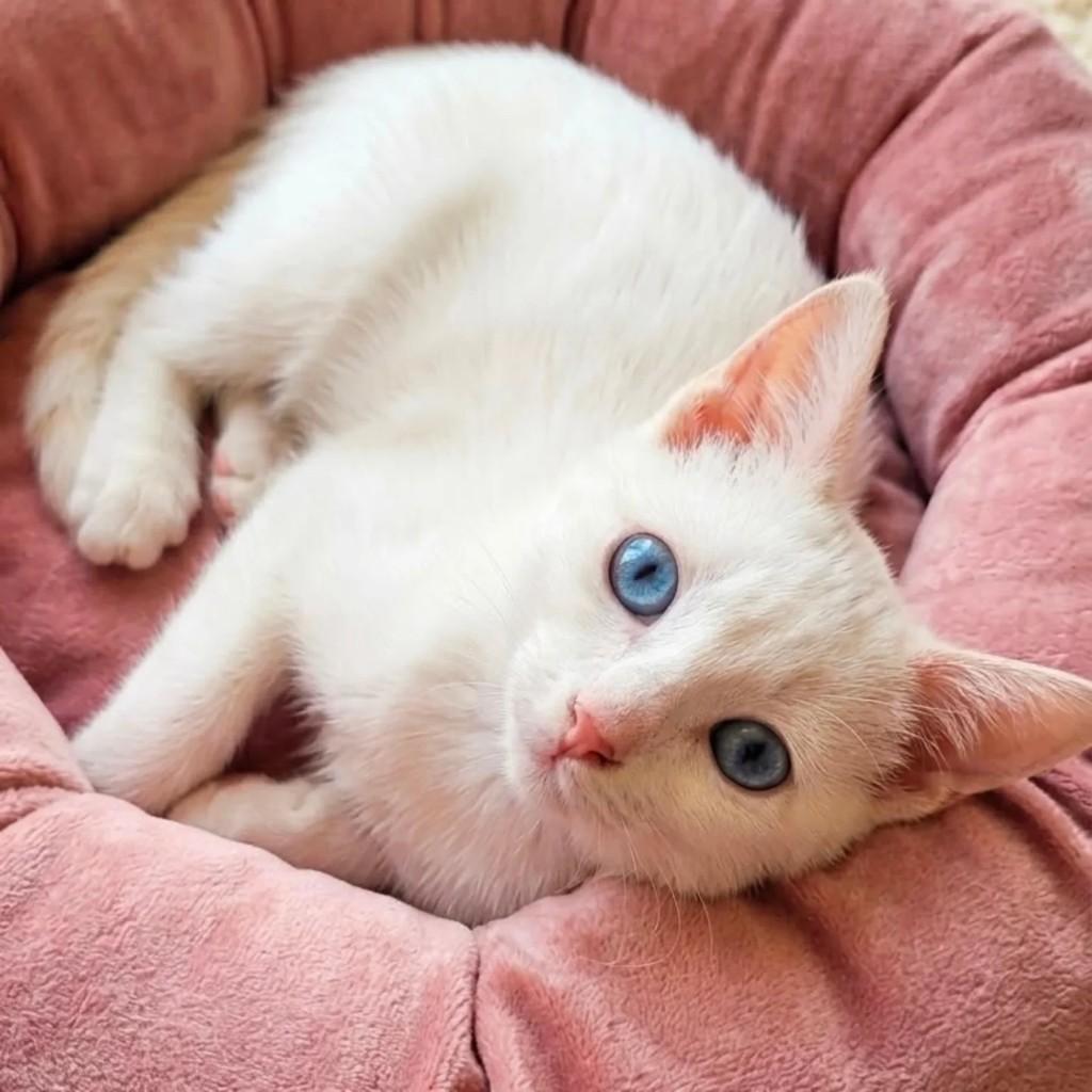 Analiz, gata de porte pequeno para adoção em Niterói - RJ