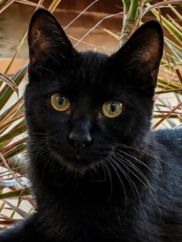 Vitória, gato para adoção em Niterói - RJ