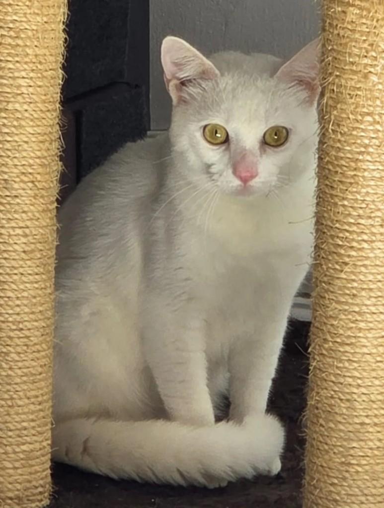 Snow, gato para adoção em Niterói - RJ