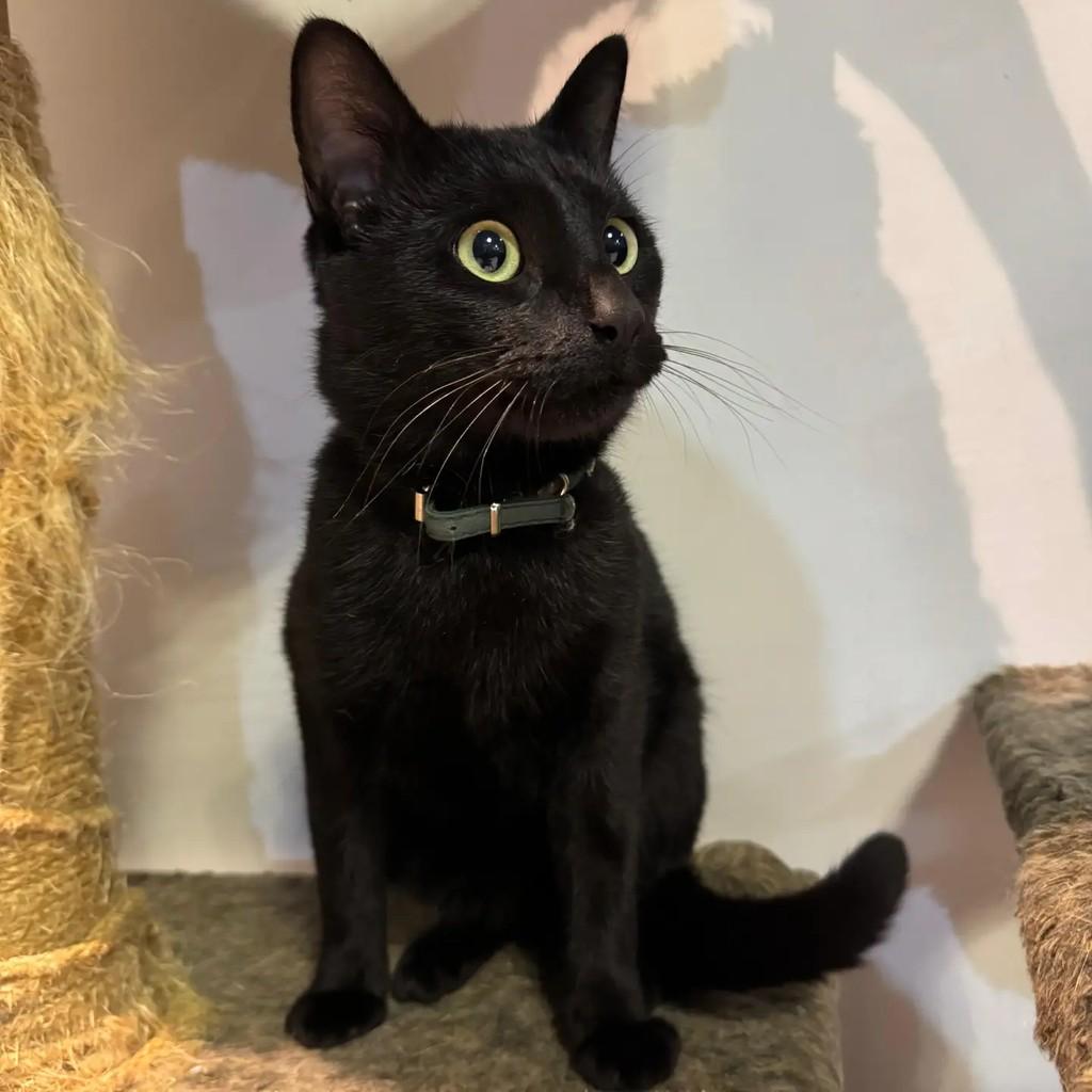 Pantera Amoroso, gato de porte pequeno para adoção em Niterói - RJ