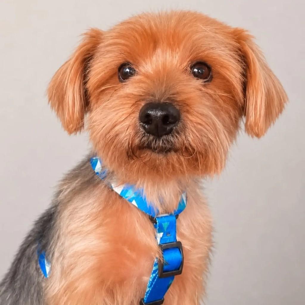 Chico, cachorro de porte pequeno para adoção em Niterói - RJ