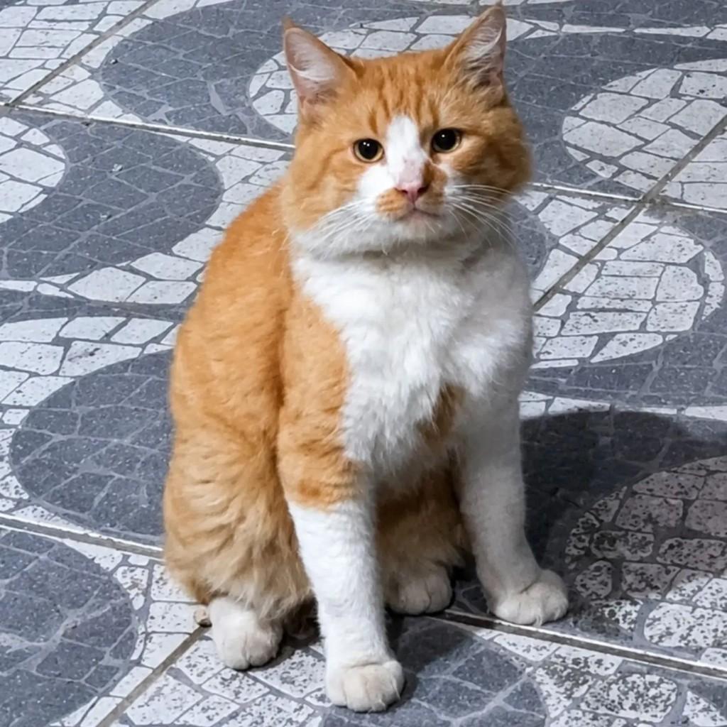 Alfredo, gato de porte médio para adoção em Niterói - RJ