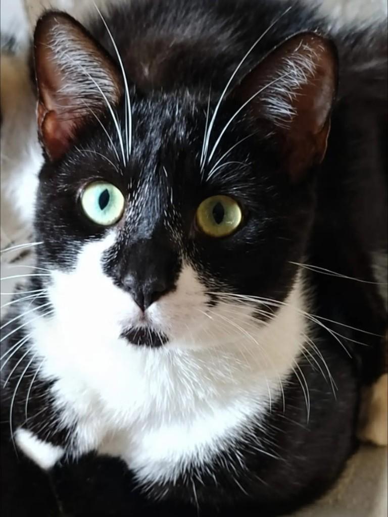 Túlio, gato para adoção em Niterói - RJ
