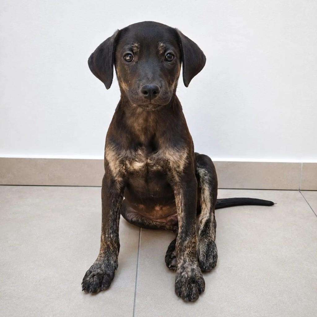 Pedrinho, cachorro para adoção em Niterói - RJ
