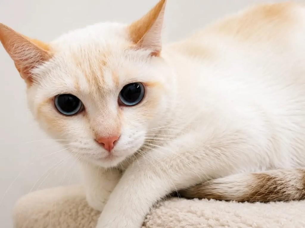 Prada, gata de porte pequeno para adoção em Niterói - RJ