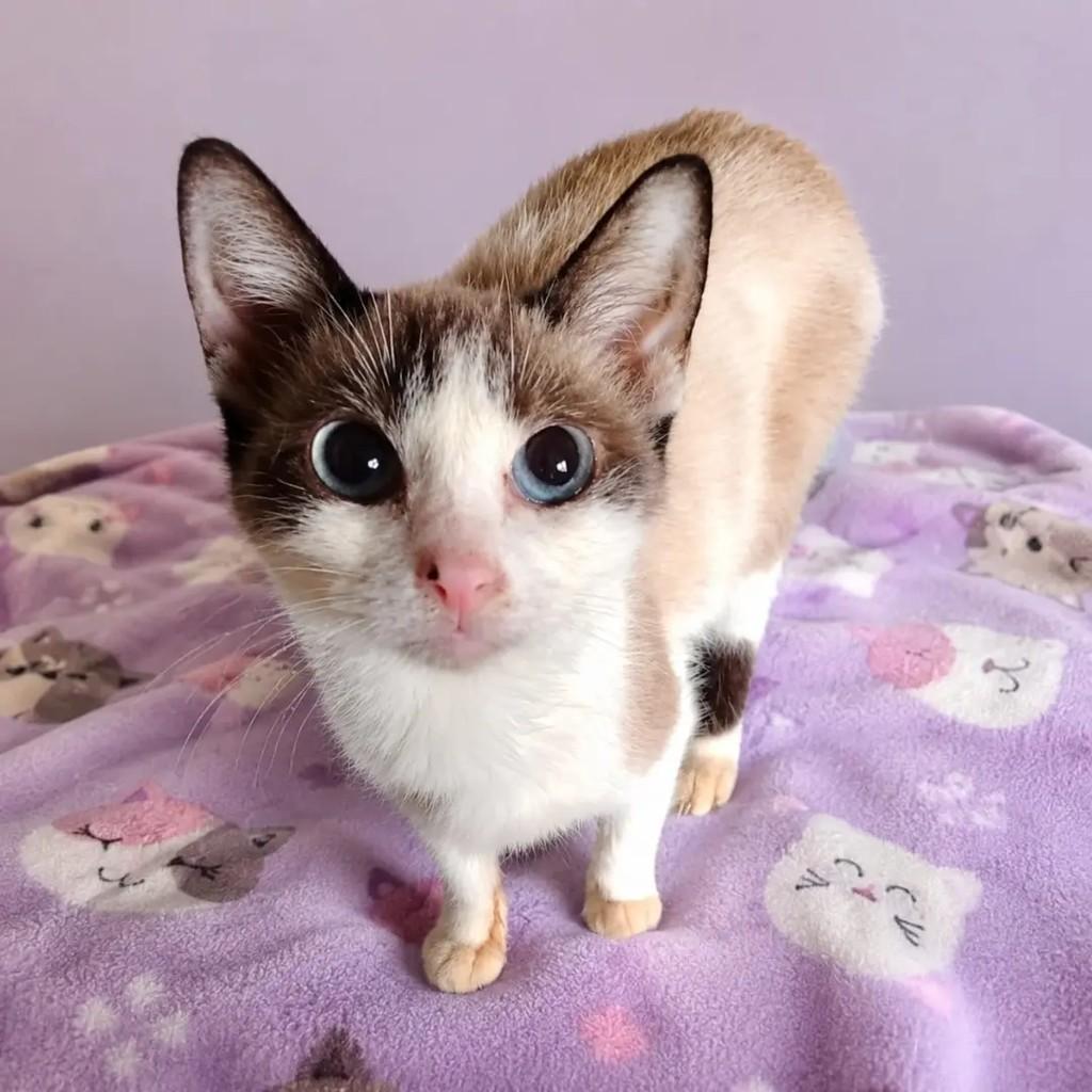 Tinker, gata de porte pequeno para adoção em Niterói - RJ