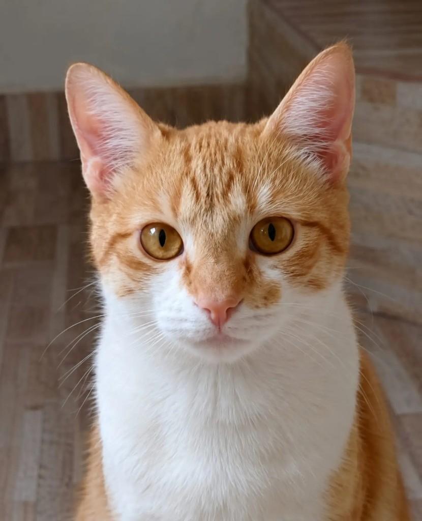 Fubá, gato de porte pequeno para adoção em Niterói - RJ
