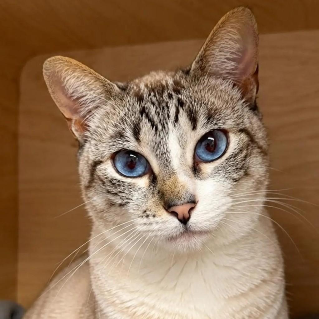 Romeu, gato de porte pequeno para adoção em Niterói - RJ
