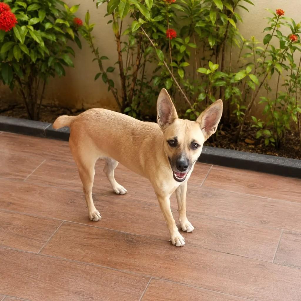 Bebel, cadela de porte pequeno para adoção em Niterói - RJ
