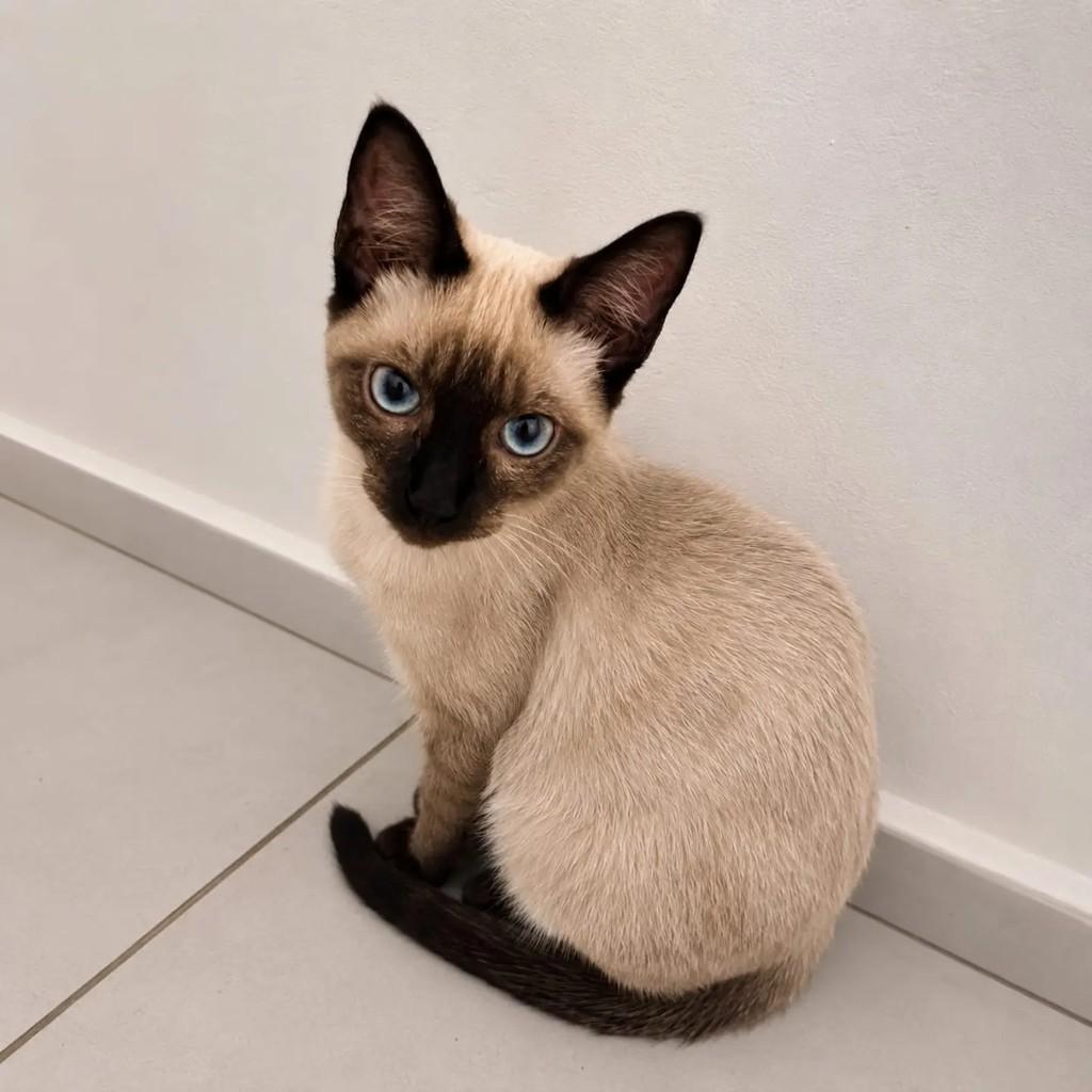 Tony Stark, gato de porte pequeno para adoção em Niterói - RJ
