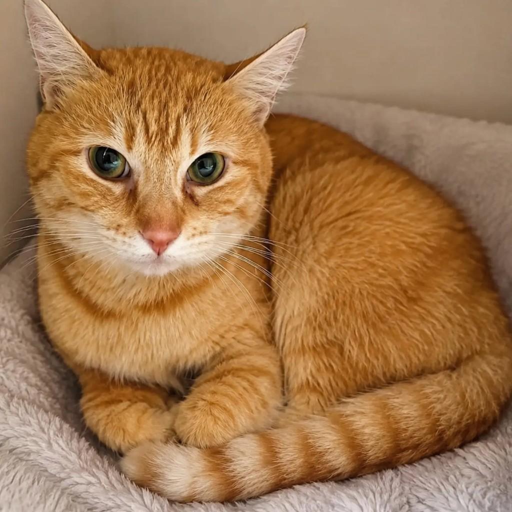 Calvin, gato de porte médio para adoção em Niterói - RJ