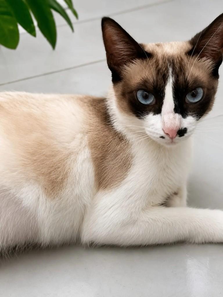 Melina, gata de porte pequeno para adoção em Niterói - RJ