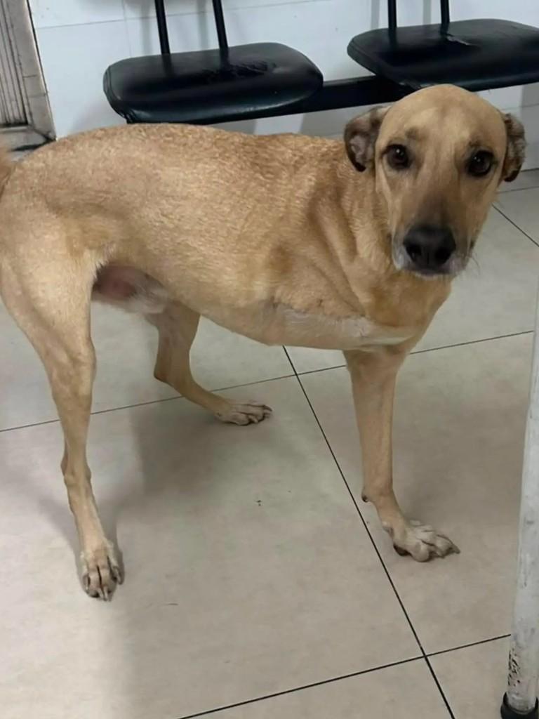 Claudinho, cachorro de porte médio para adoção em Niterói - RJ