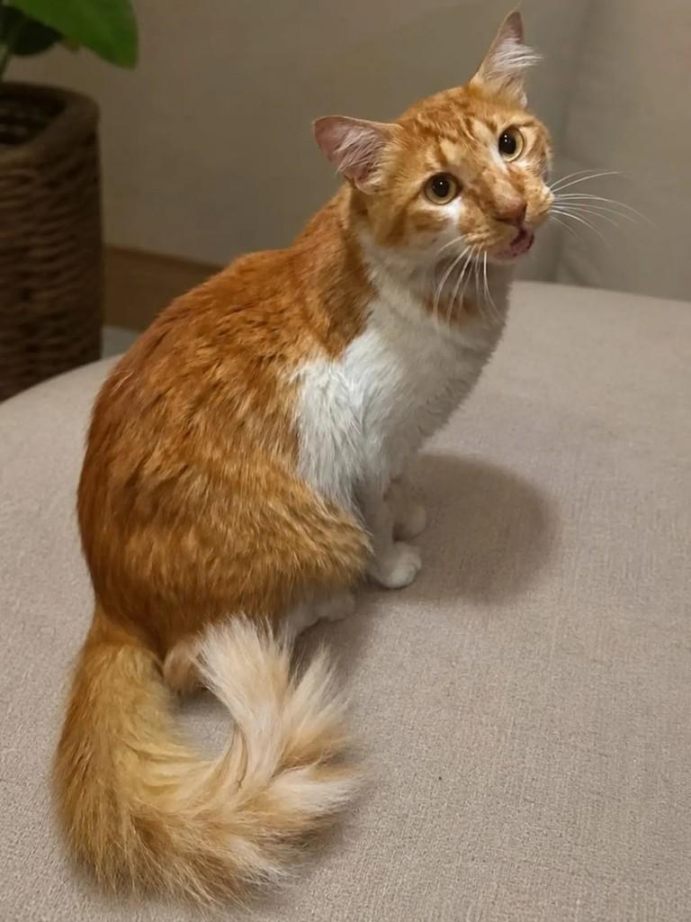 Alvin, gato de porte médio para adoção em Niterói - RJ