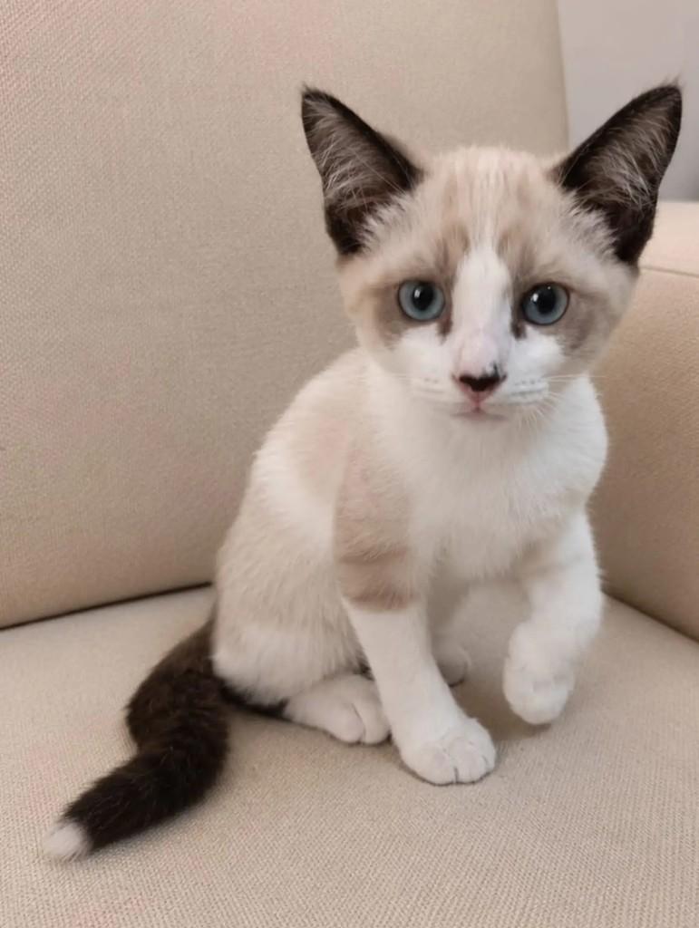 Rita, gato de porte pequeno para adoção em Niterói - RJ