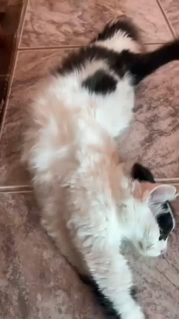 Ana, gato de porte pequeno para adoção em Niterói - RJ