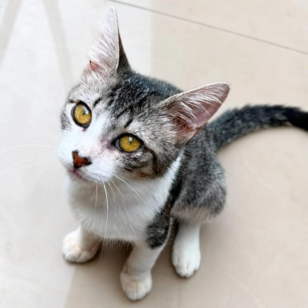 Coxinha, gata de porte pequeno para adoção em Niterói - RJ