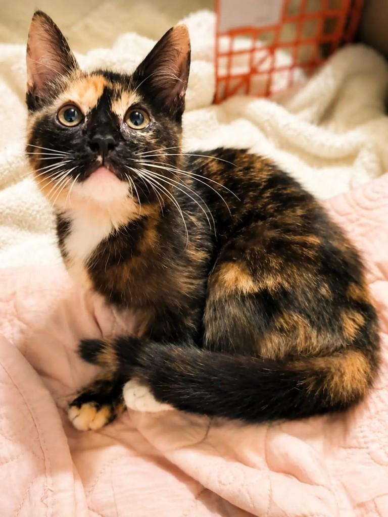Amora, gato de porte pequeno para adoção em Niterói - RJ