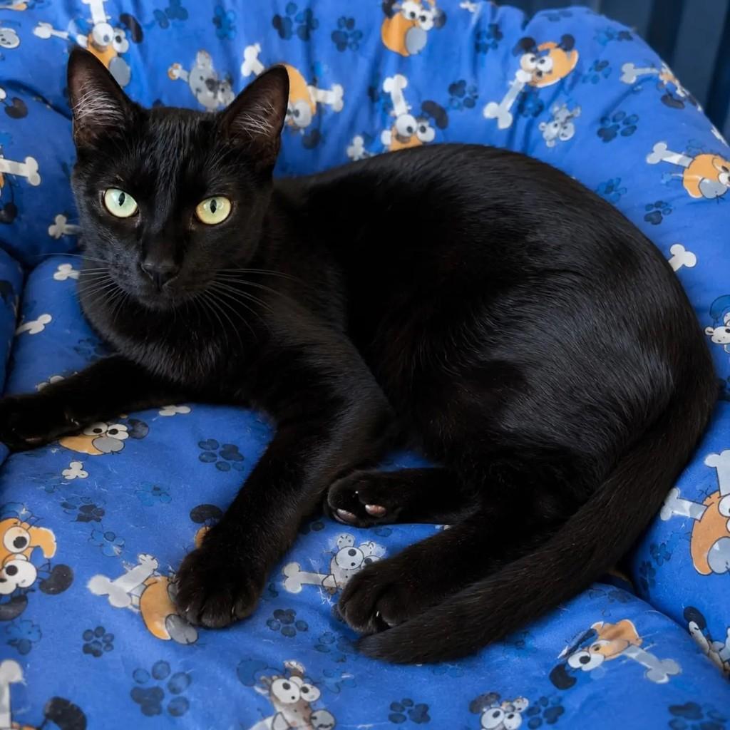 Brigadeiro, gato de porte pequeno para adoção em Niterói - RJ