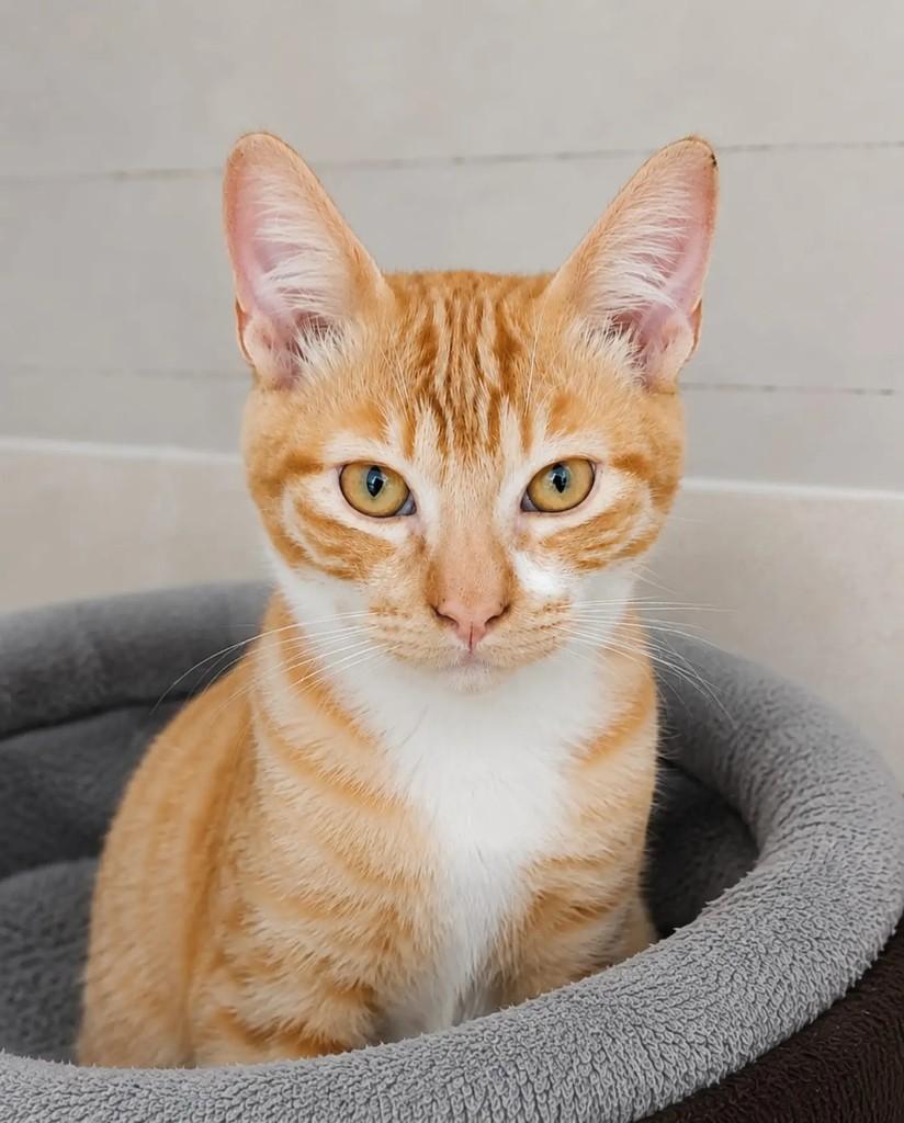 Pumpkin, gato de porte pequeno para adoção em Niterói - RJ