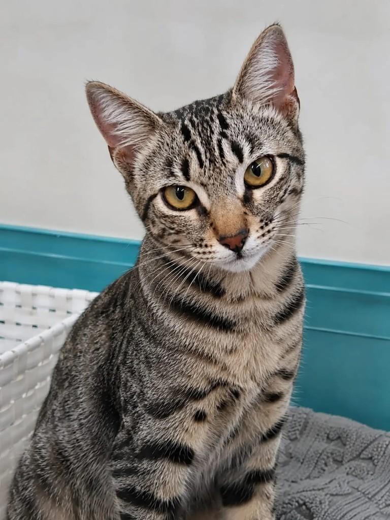 Mimi, gata de porte pequeno para adoção em Niterói - RJ