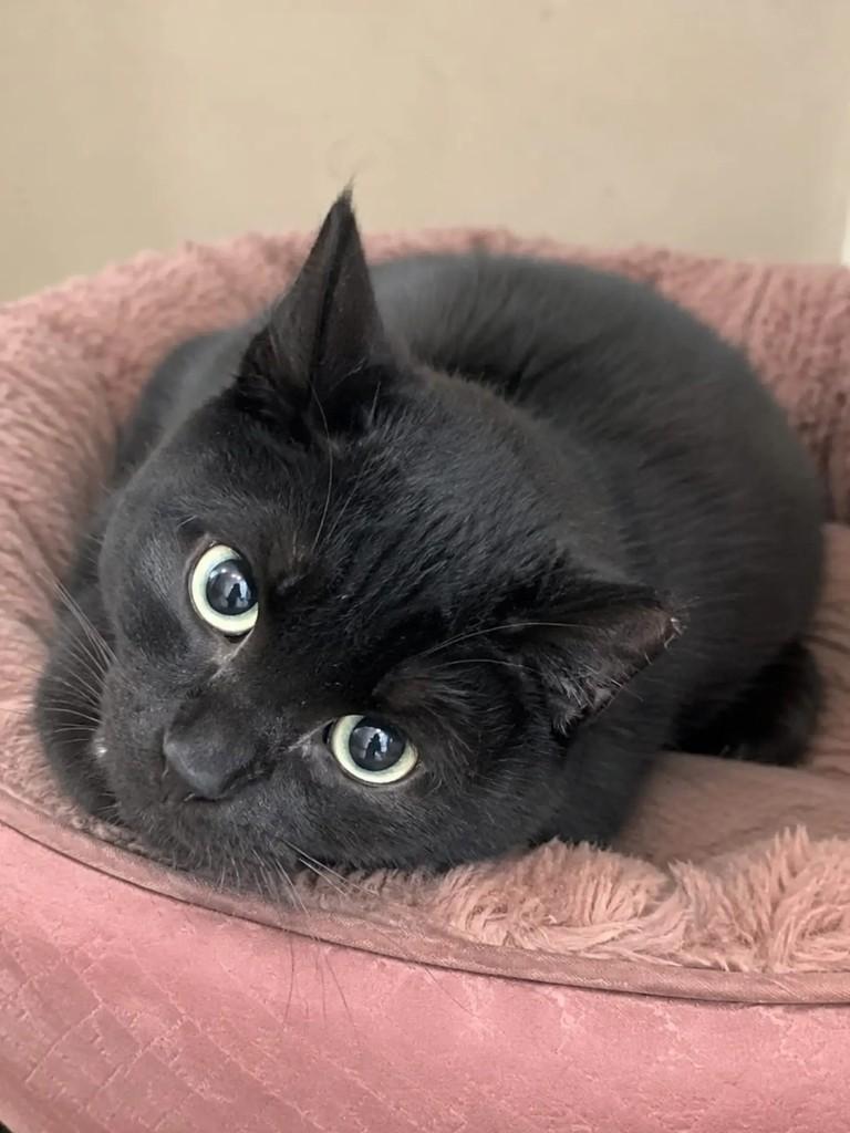 Coco Chanel, gata de porte pequeno para adoção em Niterói - RJ