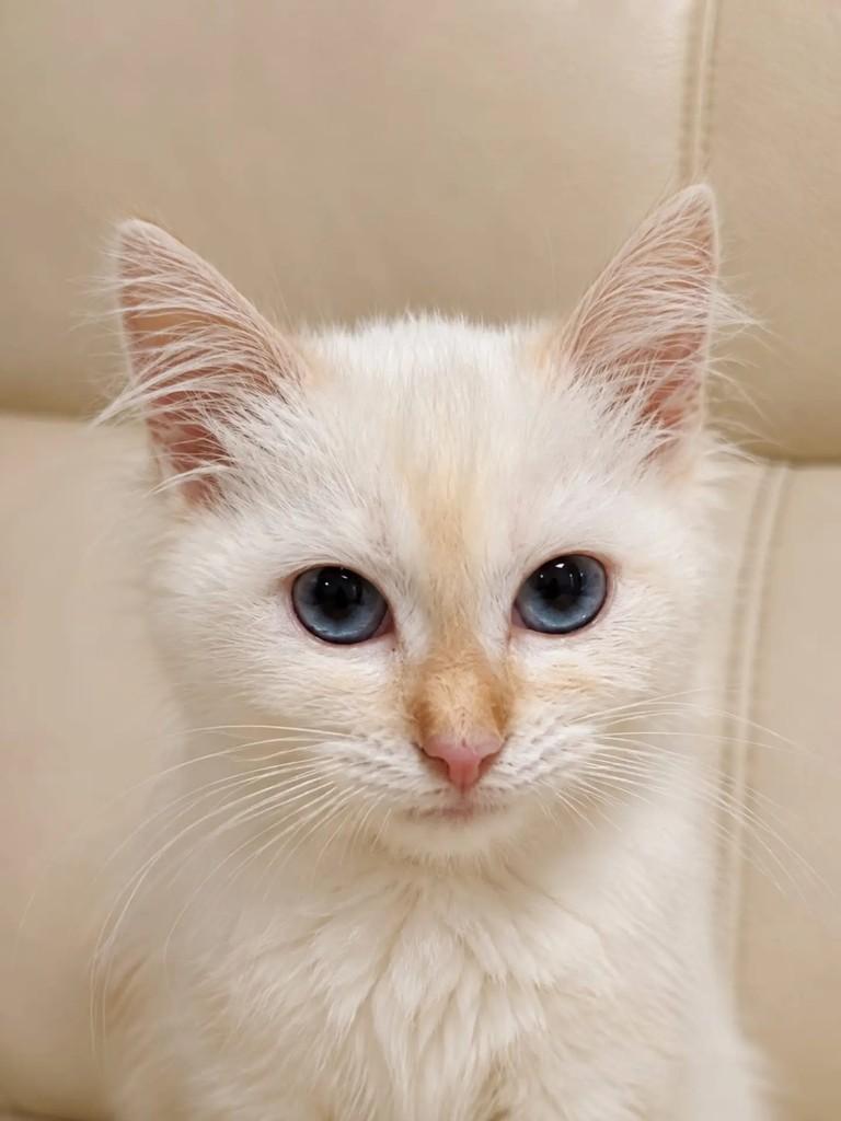 Chloe, gato de porte pequeno para adoção em Niterói - RJ