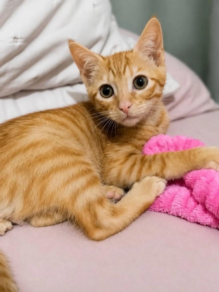 Mica, gato de porte pequeno para adoção em Niterói - RJ