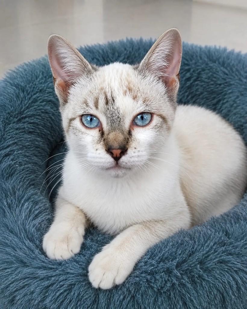 Frederico Augusto, gato de porte pequeno para adoção em Niterói - RJ