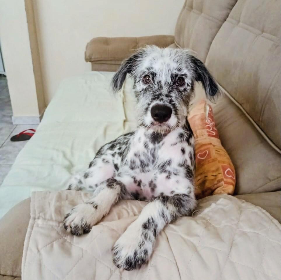 Max, cachorro de porte médio para adoção em Niterói - RJ