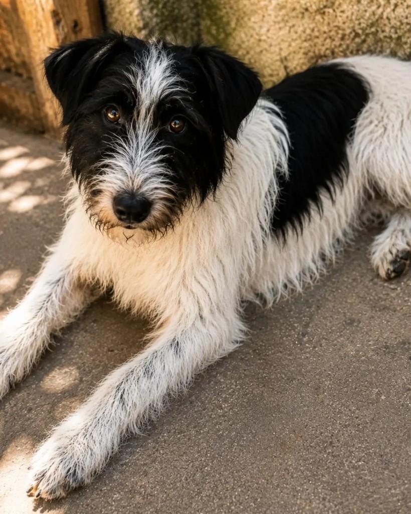 Sebastian, cachorro de porte médio para adoção em Niterói - RJ