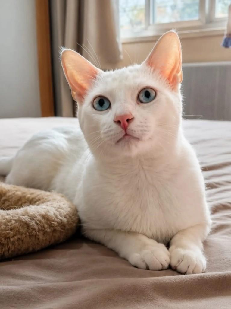 Tommy, gato de porte pequeno para adoção em Niterói - RJ
