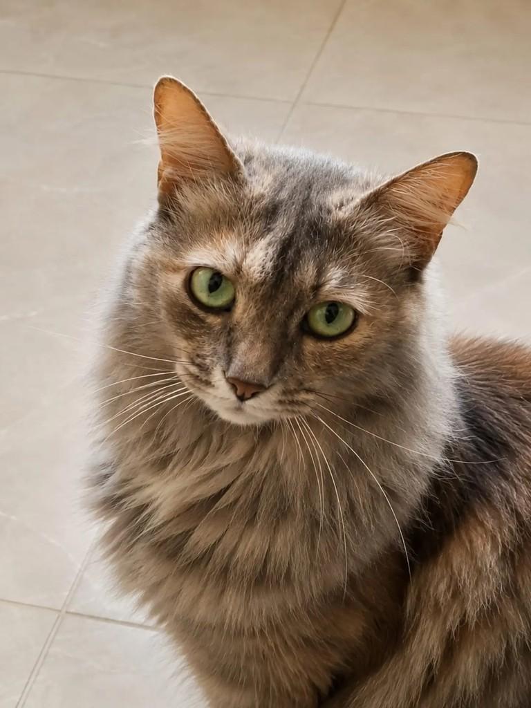 Jade, gata de porte médio para adoção em Niterói - RJ