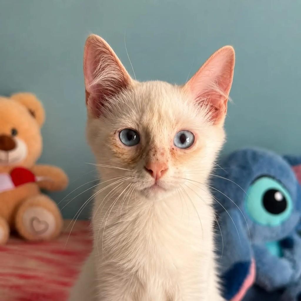 Algodão, gato de porte pequeno para adoção em Niterói - RJ