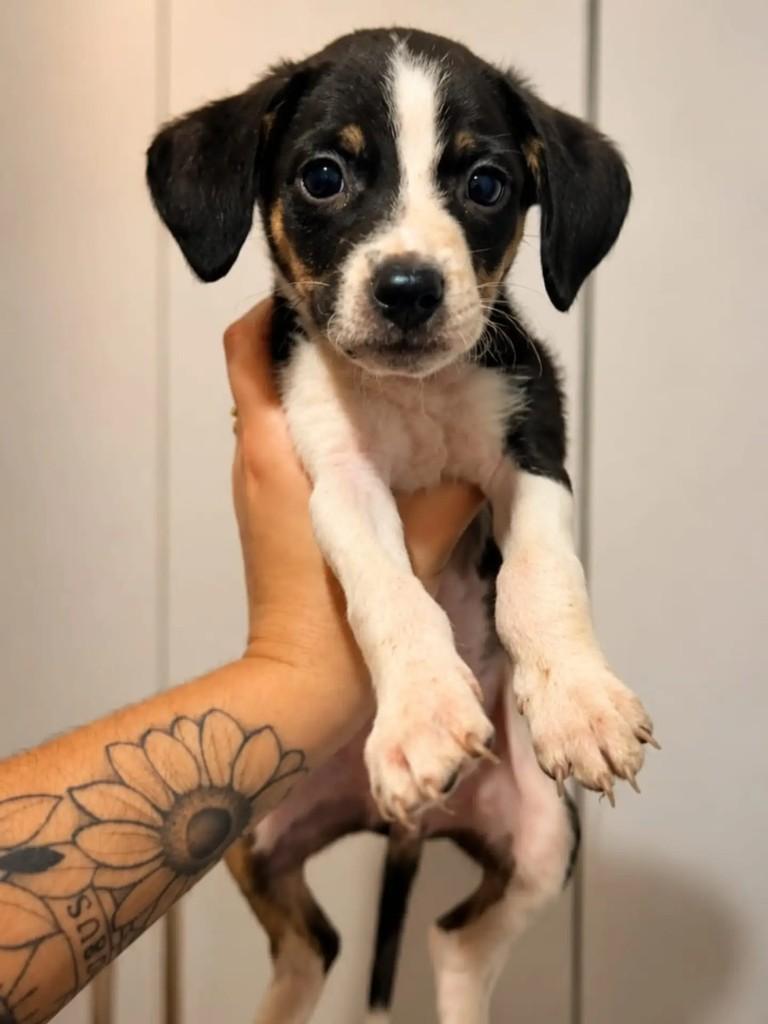 Bobi, cachorro de porte médio para adoção em Niterói - RJ