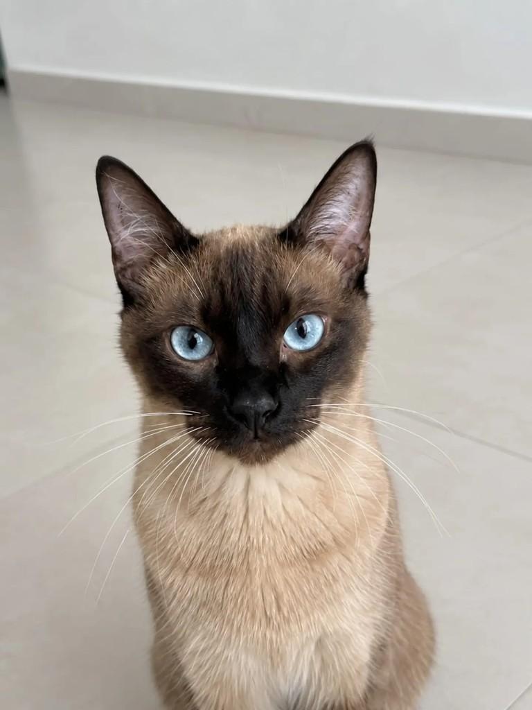 Hugo, gato de porte pequeno para adoção em Niterói - RJ
