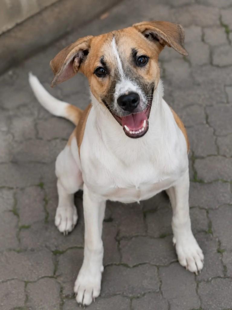 Bingo, cachorro de porte médio para adoção em Niterói - RJ