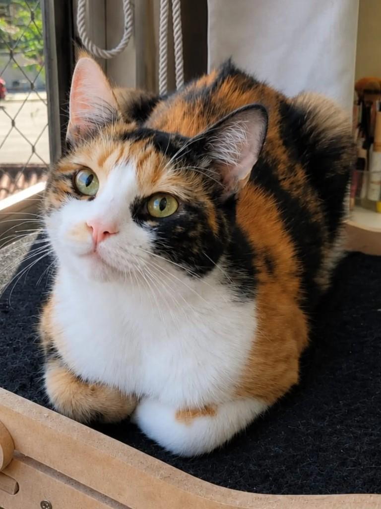 Belinda, gata de porte pequeno para adoção em Niterói - RJ