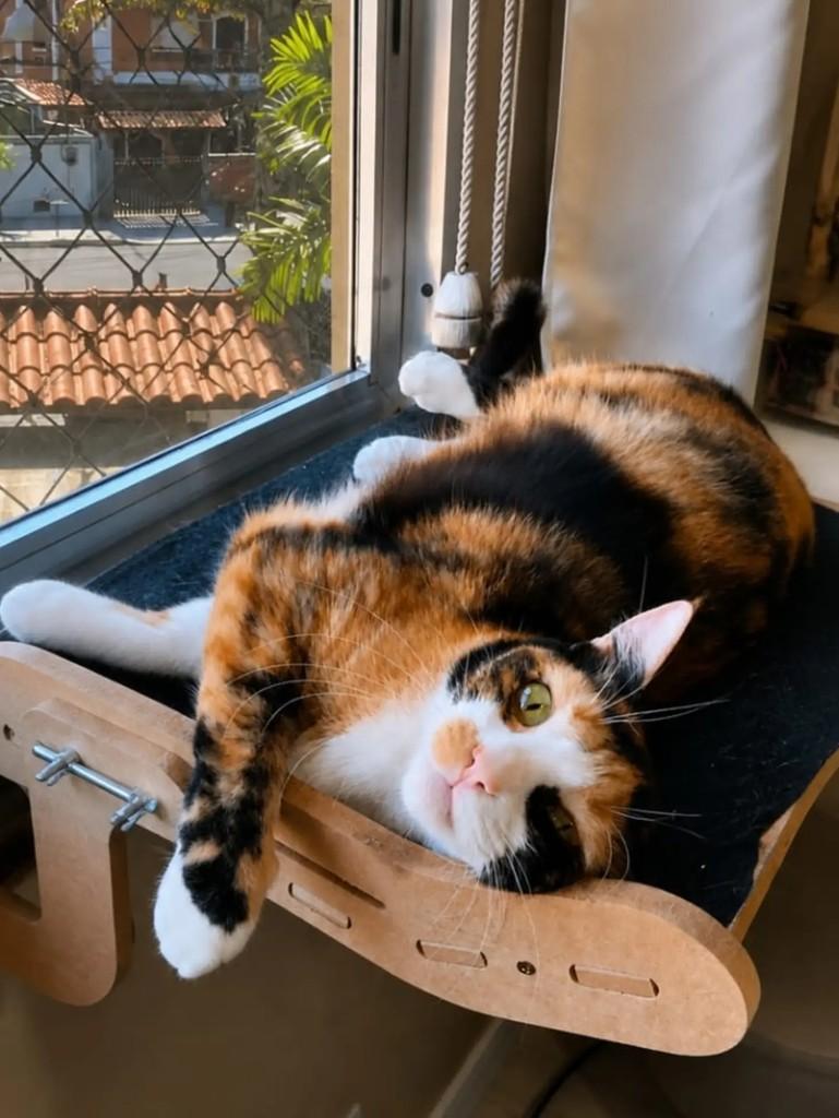 Belinda, gata de porte pequeno para adoção em Niterói - RJ — foto 2 de 4